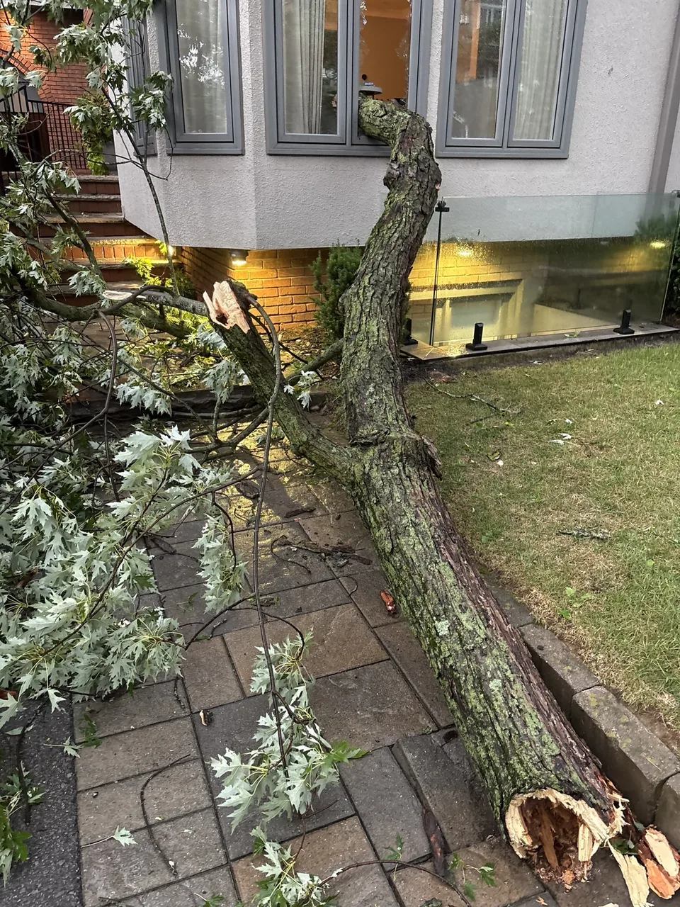 Fallen tree section resting against the damaged Toronto window after the storm